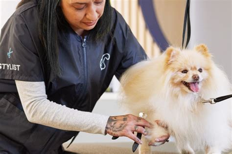 blue angel grooming|petco grooming a la carte.